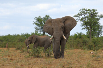 Fototapeta premium Afrikanischer Elefant / African elephant / Loxodonta africana