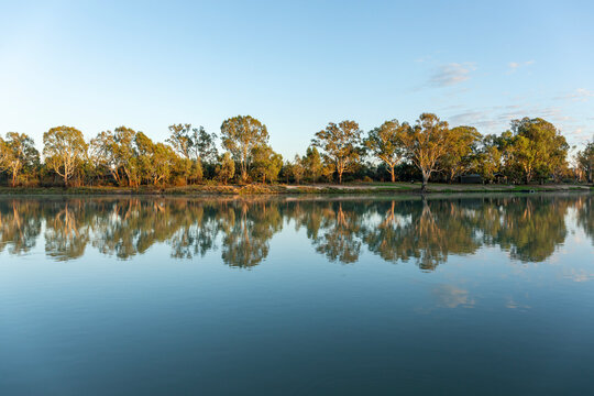 Gum trees lining the Murray River. Waikerie. South Australia.
