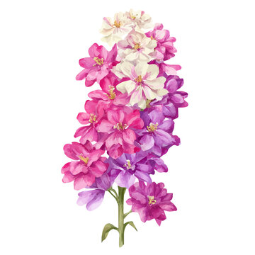 Matthiola Stock, isolated watercolor element on white background