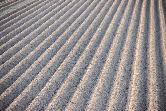 Textured sandy surface with parallel grooves and ridges created by agricultural tilling, showcasing a uniform pattern under soft natural light