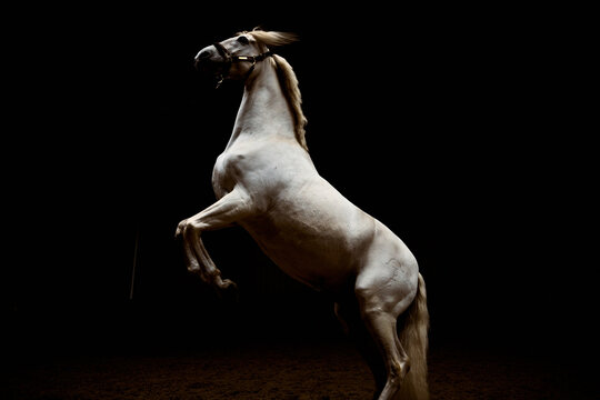 Horse Rearing in a Dark Space During Training Session
