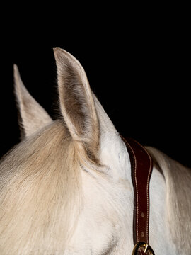 Close up of Horse Ears Against Dark Background at Stable