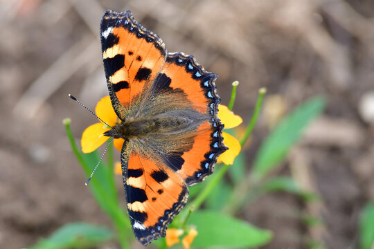 Small tortoiseshell on a wallflower in summer