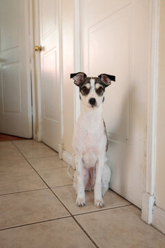 Spotted dog sitting in hallway