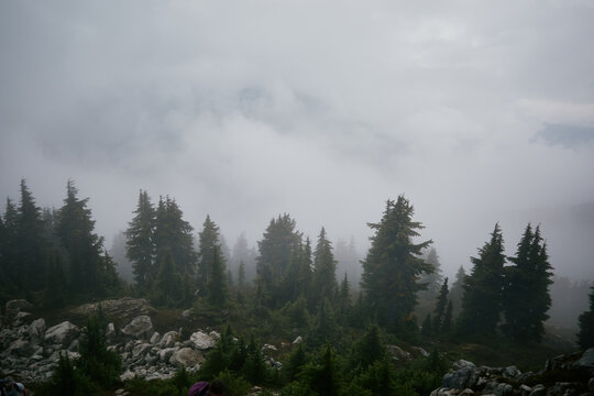 Fog covers trees and rocks in a mountain area during the day