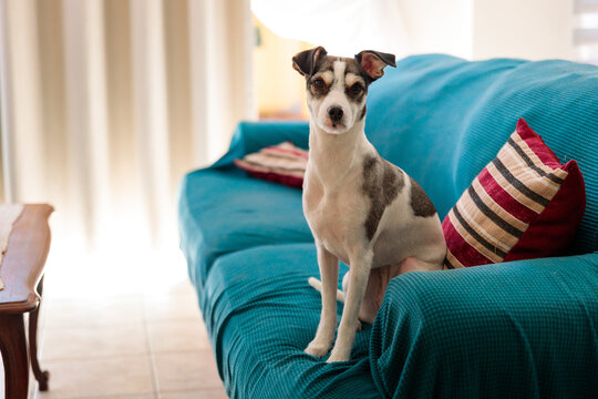 Attentive pet sitting on blue couch