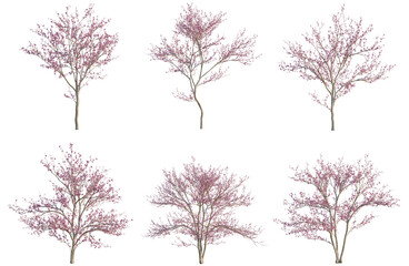 Fototapeta premium Set of Cercis canadensis tree, elevation, front view, cutout, transparent background, isolate, Six Blooming Cherry Trees with Pink Flowers - Springtime Nature Elements for Design