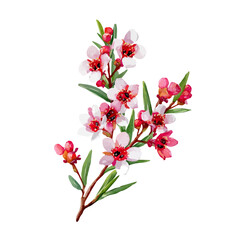 Fototapeta premium Waxflower, watercolor clipart isolated on white background