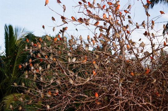 Birds gather in a tree during sunset