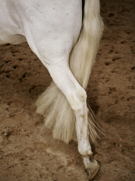 White Horse Leg Walking on Sandy Ground in Stable Area