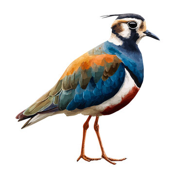 Lapwing, isolated watercolor element on white background