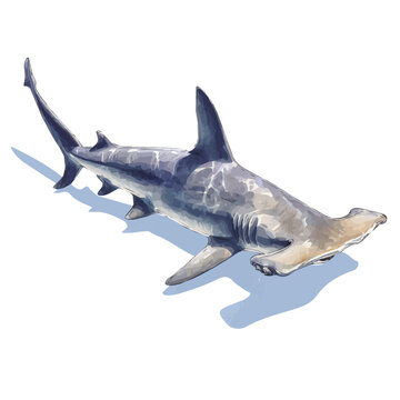 Watercolor drawing of Hammerhead Shark, on clean white background
