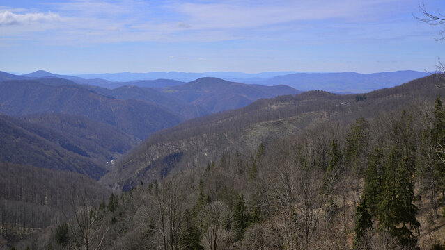 Winter in the Apuseni Mountains, with most of the deciduous trees bare and only a few green fir trees.