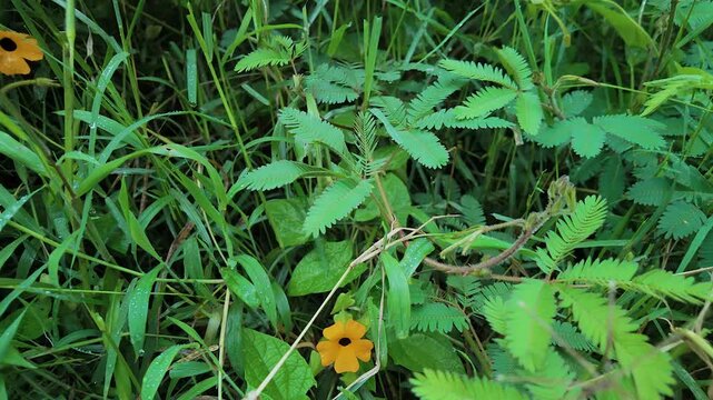 hand touching sensitive mimosa pudica plant leaves folding in wild nature