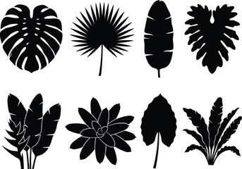 Collection of tropical leaf silhouettes including monstera palm banana and philodendron isolated on white background © Md