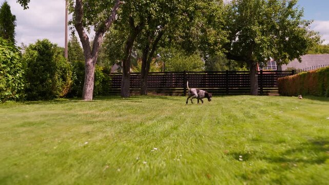 german shorthair pointer run and grab stick