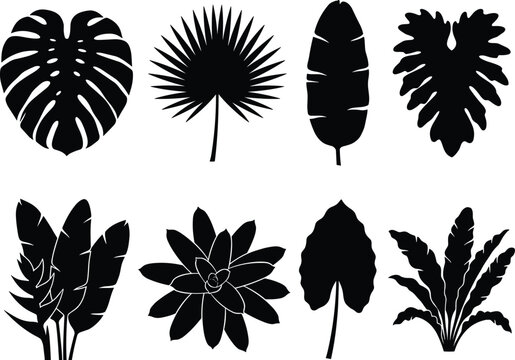 Collection of tropical leaf silhouettes including monstera palm banana and philodendron isolated on white background