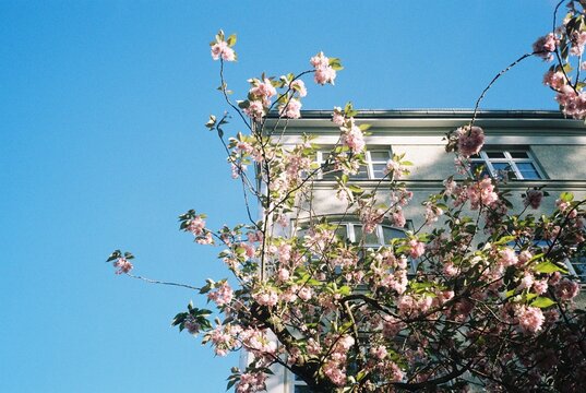 spring Blooms in the City