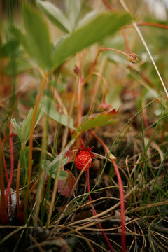 Wild strawberries grow in green grass during summer season