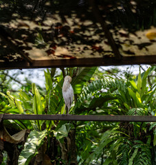 Fototapeta premium white heron in the woods