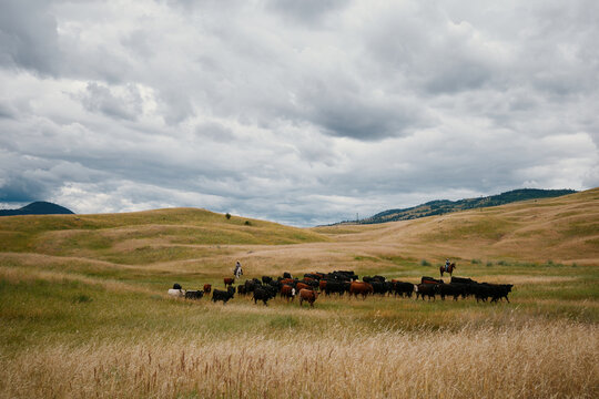 Cowboys move cattle under a cloudy sky during the afternoon