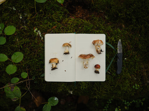Foraged mushrooms displayed on a white notebook on the forest floor