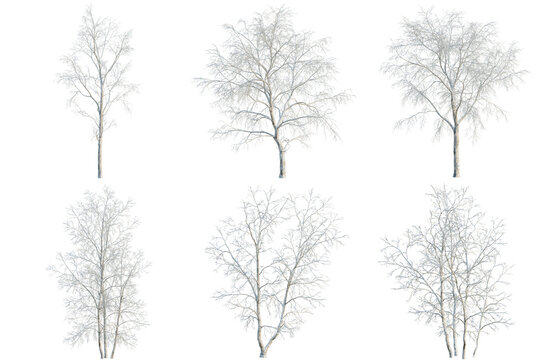 Set of Betula platyphylla tree, elevation, front view, cutout, transparent background, isolate, Six bare trees with intricate branch structures - perfect for digital art and landscape design elements.