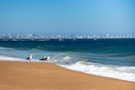 Gaviotas en el mar