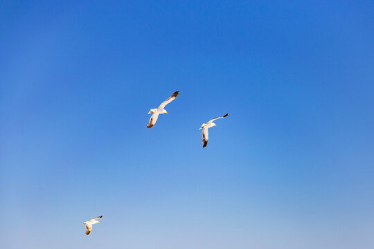 Gaviotas volando