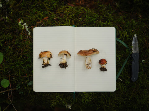 Foraged mushrooms displayed on a white notebook on the forest floor