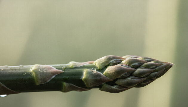 Extreme macro of fresh organic green asparagus spear with water droplets and purple tips over soft bokeh background for copy space