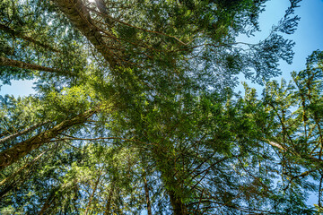 Fototapeta premium Perspective sylvestre, Au pied de l'envers de la Tournette... Imaginez vous couchés sur une couverture, et regardez le ciel à travers les arbres, avec pour seul bruits, l'eau d'un torrent et le vent.