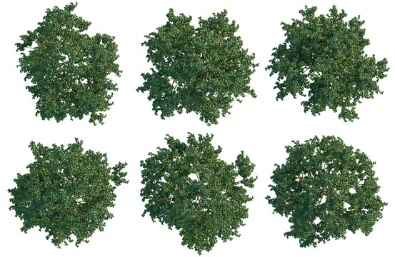 Set of  Swida polyantha tree plan, top view, cutout, transparent background, isolate, Six different tree canopies with lush green foliage - perfect for game development and nature scenes.