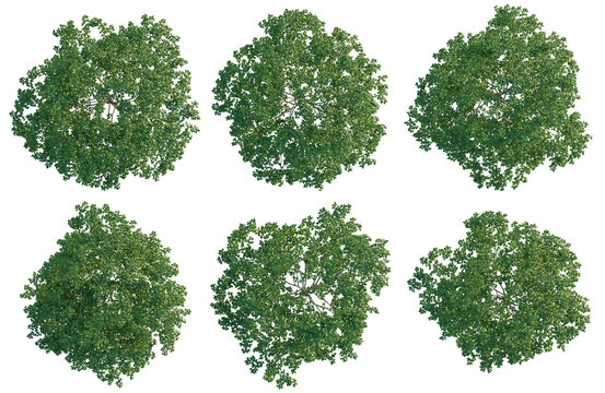 Set of  Styrax japonicus tree plan, top view, cutout, transparent background, isolate, Six Lush Green Trees - Aerial View for Landscape Design & Game Assets