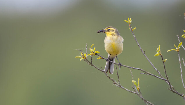 Citrine Wagtail - female at a wetland in spring