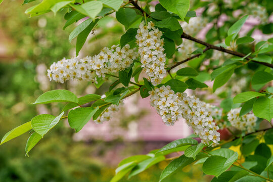 A bush of spiraea blooming in spring