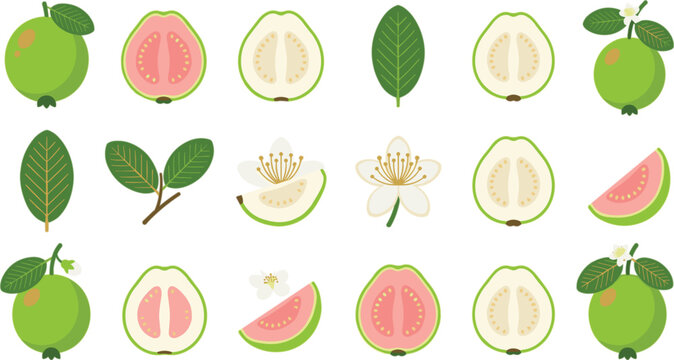 Fresh green guava fruit vector set with whole pieces pink and white halves slices leaves and blossoms for food design