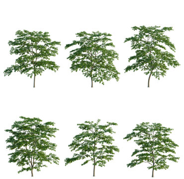 Set of Styrax japonicus tree, elevation, front view, cutout, transparent background, isolate, Six Lush Green Trees with Detailed Foliage - Perfect for Landscape Design & Nature Themes