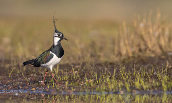 Northern lapwing - male bird at a wetland in spring