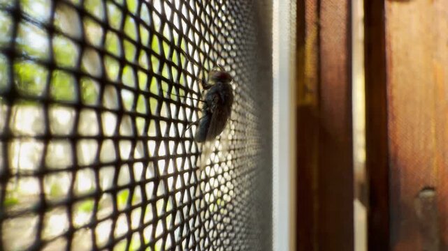 A determined fly crawls along a mesh net. It feels trapped and frantic seeking freedom in the bright sunlight. The close-up captures an annoying, gritty mood.