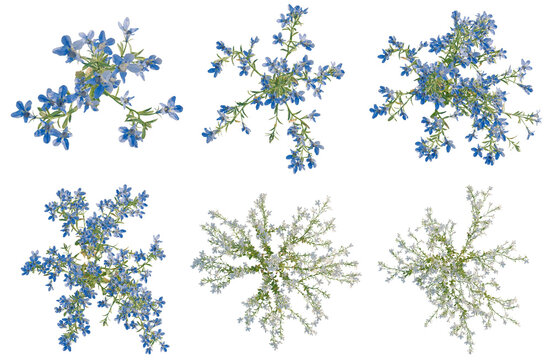 Set of  Lobelia erinus tree plan, top view, cutout, transparent background, isolate, Delicate Blue Flowers Sprigs Collection - Floral Elements for Design and Decoration