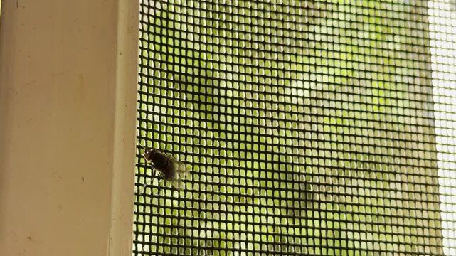 A restless fly runs along a window screen net facing the sunny garden. This persistent little insect creates a feeling of quiet annoyance and summer boredom.