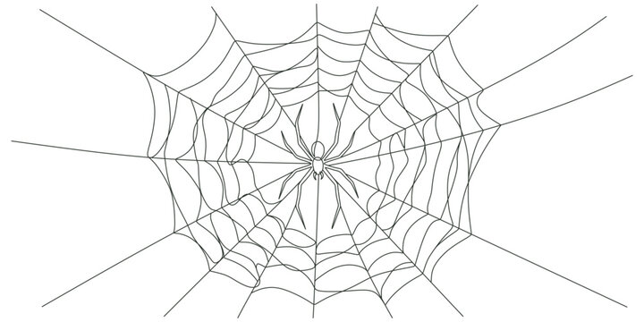 Spider on web isolated on white background vector illustration
