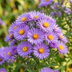 Fototapeta premium Cluster of Purple Asters with Yellow Centers in Soft Focus Garden