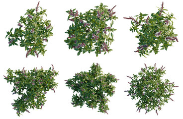 Fototapeta premium Set of Ocimum basilicum tree plan, top view, cutout, transparent background, isolate, Collection of lush green bushes with delicate pink flowers, perfect for landscape design and garden elements.