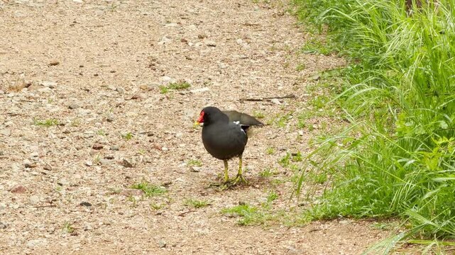 An injured moorhen with a wounded leg tries to navigate a gravel path. The scene evokes a sense of deep empathy and concern for the vulnerable bird as it struggles within its natural habitat.