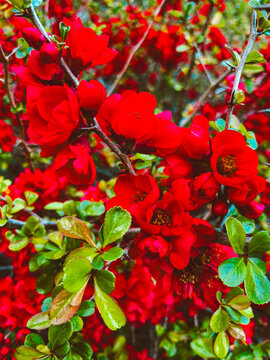 Vibrant red flowering quince blossoms with fresh green leaves in spring garden &ndash; colorful floral background and seasonal bloom