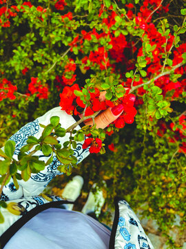 Vibrant red flowering quince blossoms with fresh green leaves in spring garden &ndash; colorful floral background and seasonal bloom