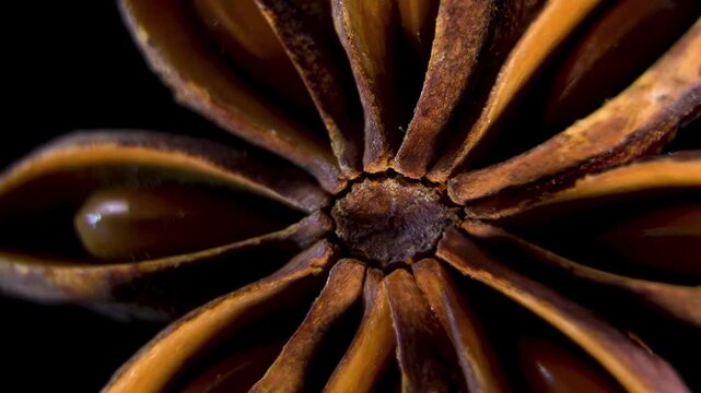 Star Anise carpel anatomy (Illicium verum). Geometric plant morphology. Macro texture of dry fruit. Biological seed pod structure.