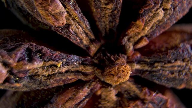 Star Anise carpel anatomy (Illicium verum). Geometric plant morphology. Macro pericarp structure.